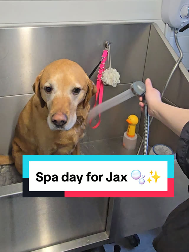 A dog enjoying a Madra Mór mud spa bath