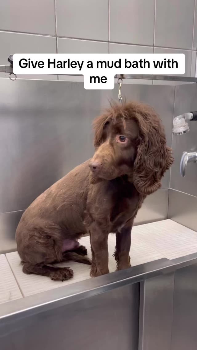 A dog getting a Madra Mór mud bath